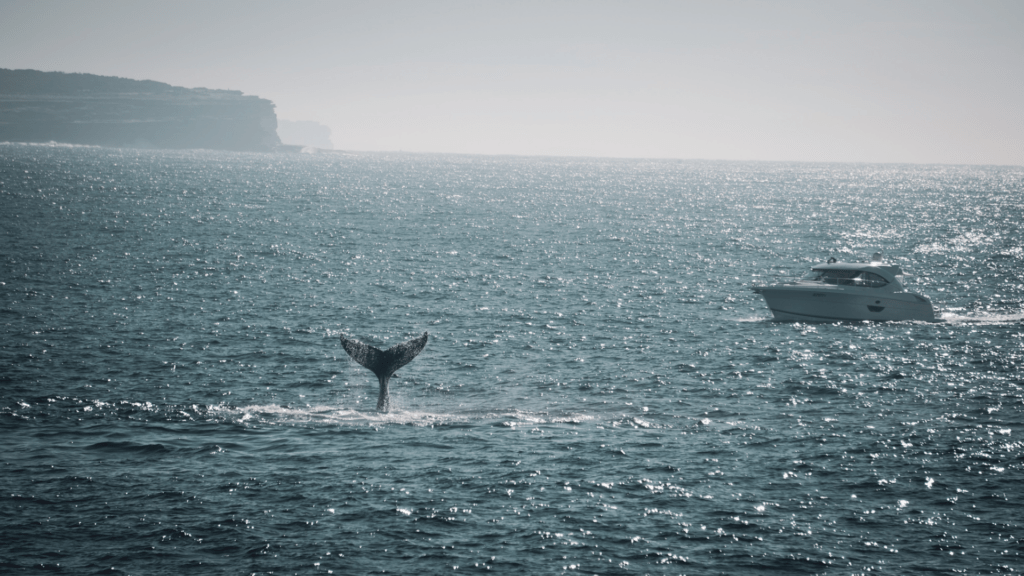 Riviera boating Whale watching