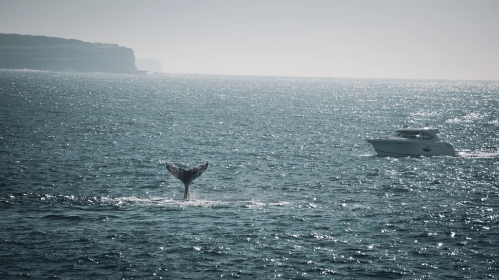 Riviera boating Whale watching