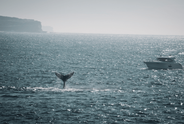 Riviera boating Whale watching