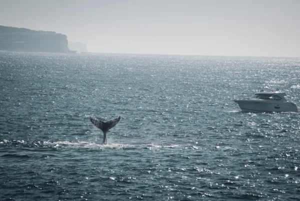 Riviera boating Whale watching