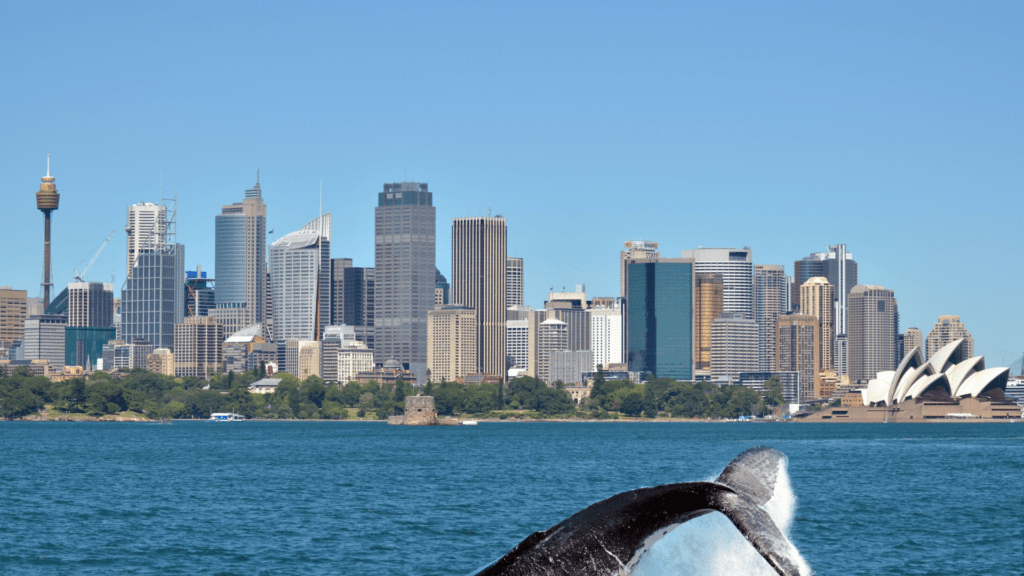 Whale Watching Sydney