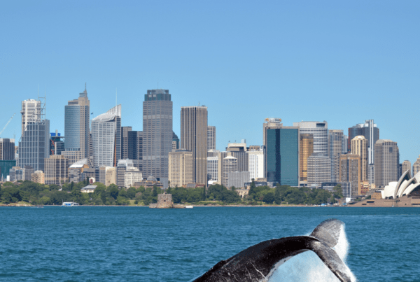 Whale Watching Sydney