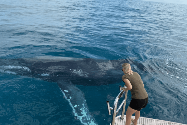 R Marine Sydney Riviera 6800 Sport Yacht