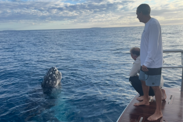 Riviera 6800 Sport Yacht